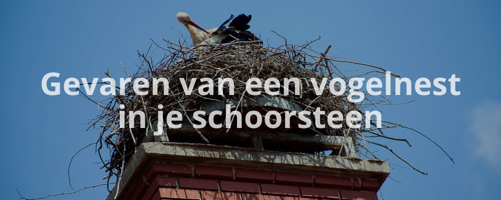 Gevaren van een vogelnest in je schoorsteen