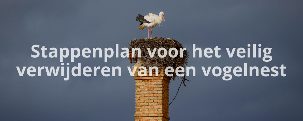 Stappenplan voor het veilig verwijderen van een vogelnest