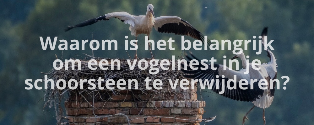 Waarom is het belangrijk om een vogelnest in je schoorsteen te verwijderen?