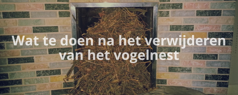 Wat te doen na het verwijderen van het vogelnest