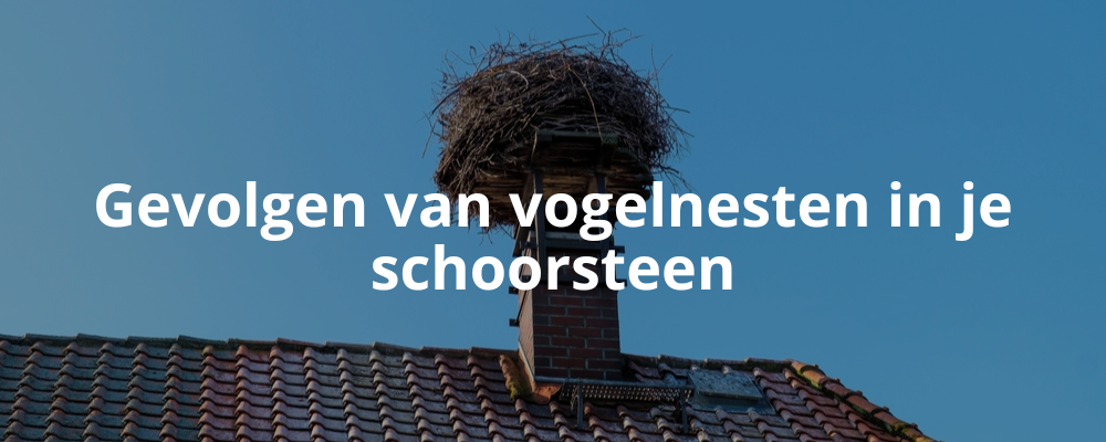 Gevolgen van vogelnesten in je schoorsteen Gevolgen van vogelnesten in je schoorsteen