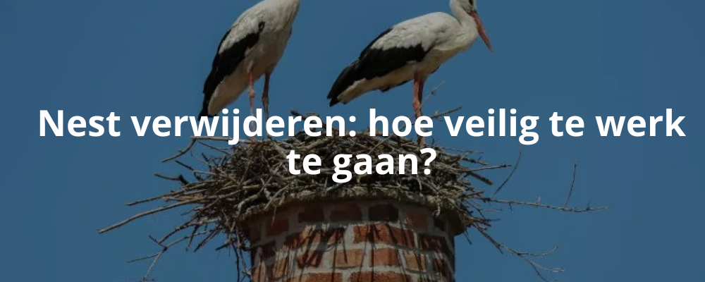 Nest verwijderen: hoe veilig te werk te gaan? Nest verwijderen: hoe veilig te werk te gaan?