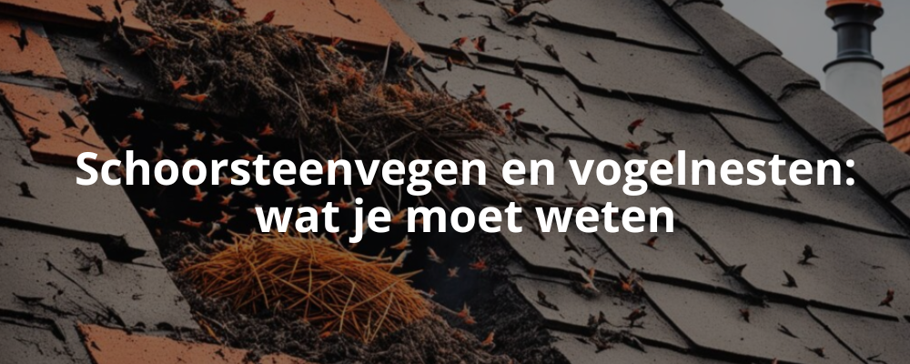 Schoorsteenvegen en vogelnesten: wat je moet weten Schoorsteenvegen en vogelnesten: wat je moet weten
